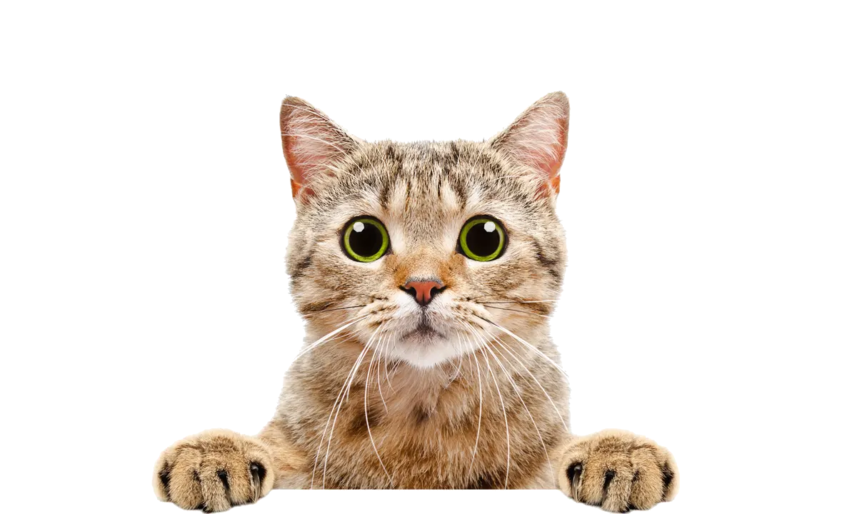 Kocka.png