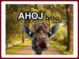 ahooj